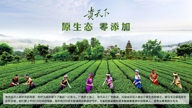 貴天下領袖級好茶，獻給生命中每一位貴人