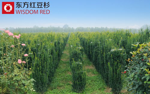 紅豆杉的養(yǎng)殖方法都有哪些?