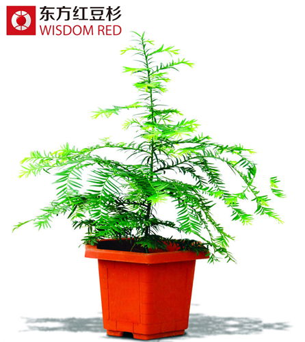 給紅豆杉盆景澆水有什么方法?