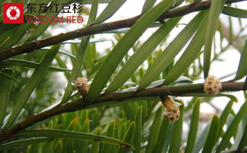 種植紅豆杉有什么溫度要求?