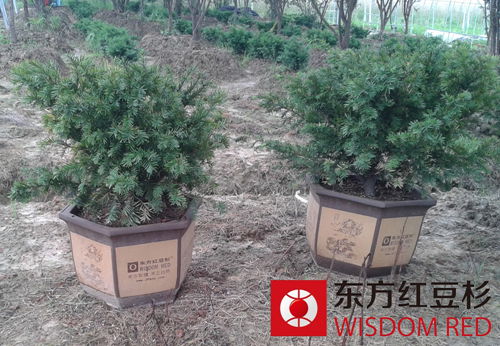 紅豆杉為何會(huì)有“風(fēng)水神樹”的稱號(hào)？