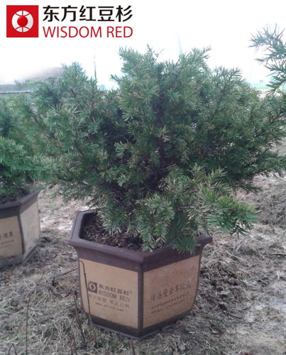 紅豆杉成最有力的室內(nèi)污染“克星”