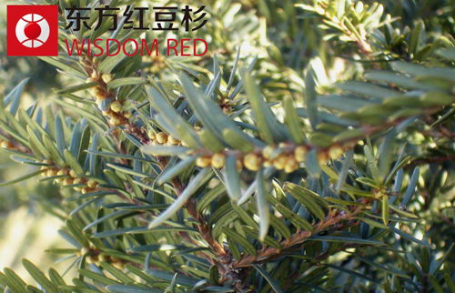 紅豆杉種植達成統(tǒng)一技術(shù)標準