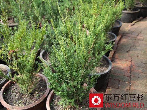 古紅豆杉獲精心呵護(hù) 郁郁蔥蔥顯生機(jī)