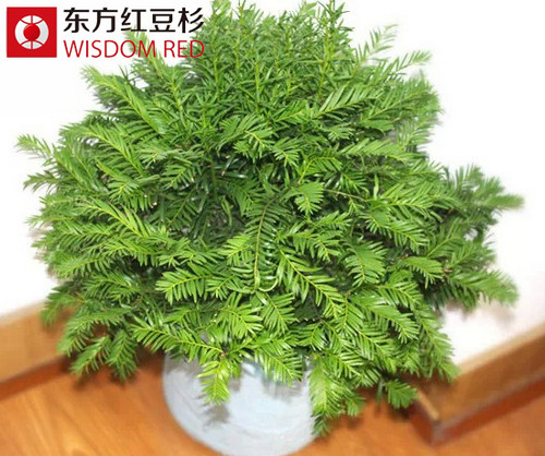 紅豆杉根雕應(yīng)該如何擺放？
