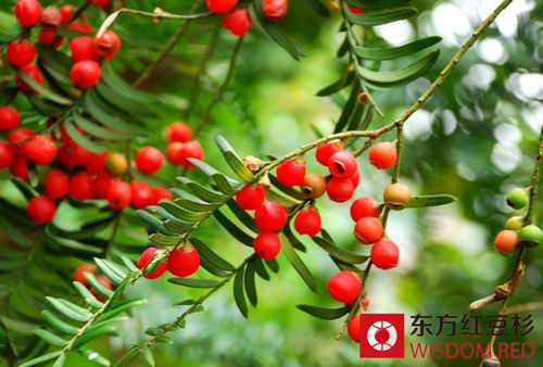 不同環(huán)境中如何擺放紅豆杉好?