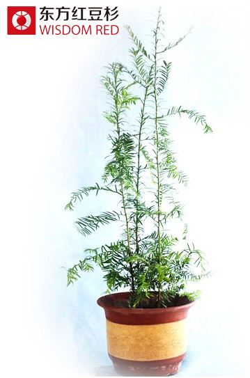 紅豆杉屬植物保護(hù)遺傳學(xué)研究獲新進(jìn)展