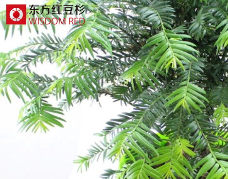 涼爽秋季應如何養(yǎng)護紅豆杉盆景?