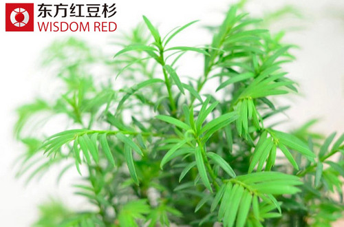 紅豆杉：生意轉(zhuǎn)運(yùn)必備風(fēng)水?dāng)[件