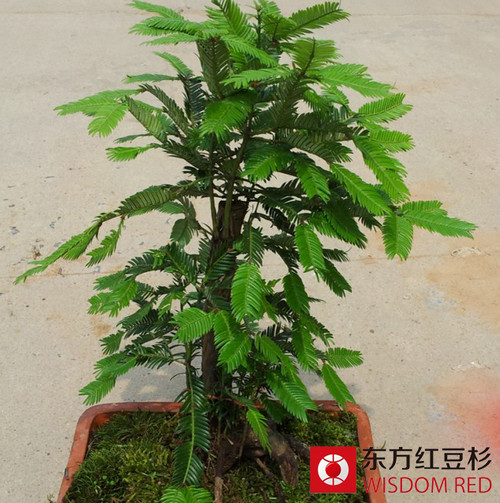 紅豆杉為何能在乳源山區(qū)茂盛生長