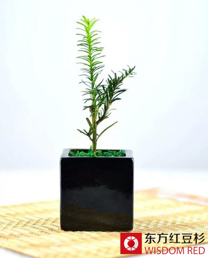 電商助推紅豆杉井噴式發(fā)展