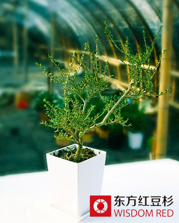紅豆杉酒：打造健康養(yǎng)生白酒典范