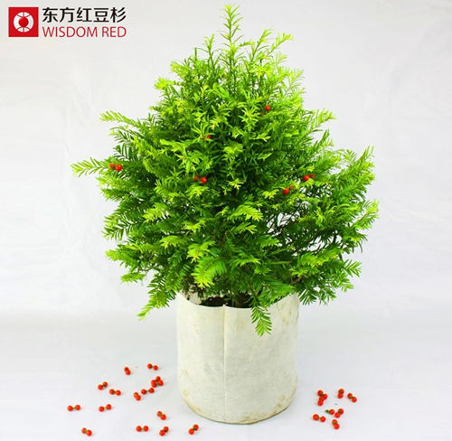 東方紅豆杉遭辦公室白領(lǐng)熱搶是何原因?