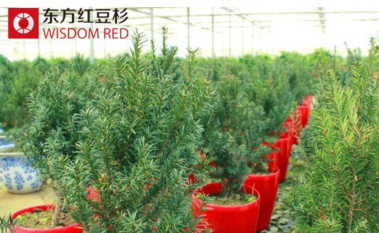 居室里擺放紅豆杉盆景真能調(diào)整風(fēng)水嗎?