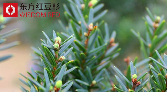 有了東方紅豆杉吸甲醛終于可以安心上班了!