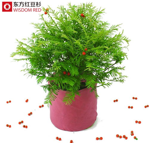 東方紅豆杉讓自然氧吧走入普通家庭