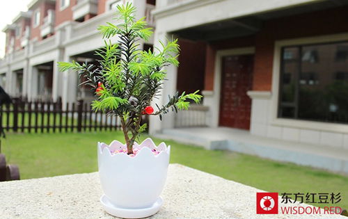 用紅豆杉直接泡水喝真的可以防癌抗癌嗎?