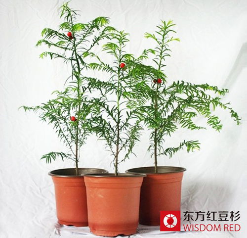 在室內(nèi)擺放紅豆杉盆景真的可以凈化空氣嗎?