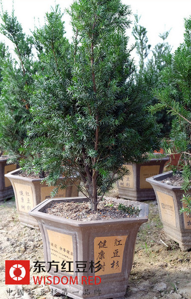 不同品種紅豆杉的市場(chǎng)價(jià)值及投資收益
