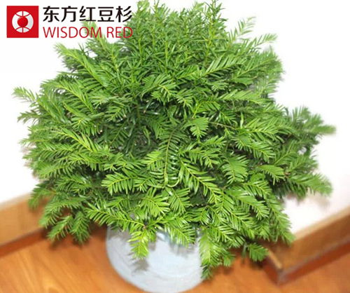 紅豆杉盆景不易放在空調(diào)出風(fēng)口 你造嗎?
