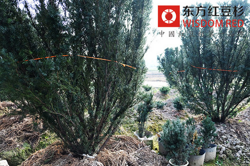中國紫杉醇生產(chǎn)企業(yè)投資價值日漸顯露