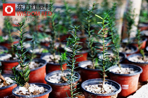 如何實(shí)現(xiàn)野生紅豆杉資源的保護(hù)與可持續(xù)利用？