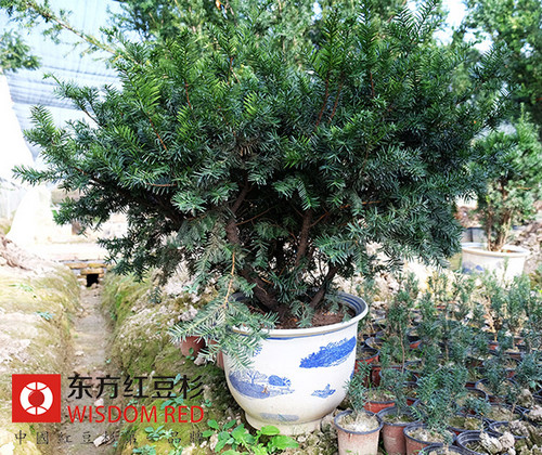 紅豆杉利潤(rùn)高投入高 經(jīng)營(yíng)不慎遭拖垮