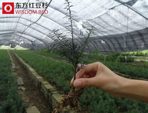 歲末探親時(shí)紅豆杉盆景送禮熱為何成流行?