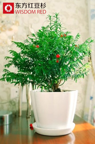 苗木商為何紛紛鐘情于紅豆杉生態(tài)市場?