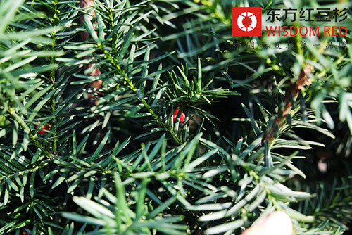 武義縣紅豆杉種植基地產(chǎn)業(yè)價值及發(fā)展路徑