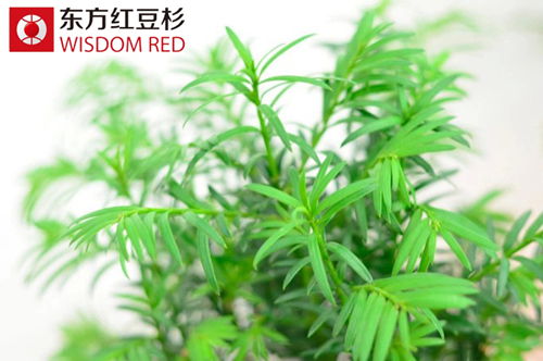 紅豆杉有何魅力竟讓省重點(diǎn)工程“讓道”?