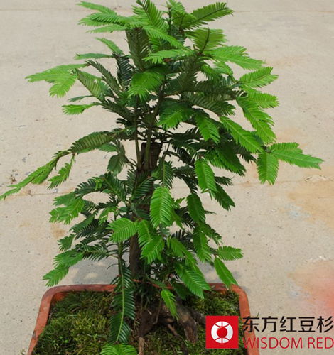 家居綠色植物中的“暖男”：紅豆杉盆景