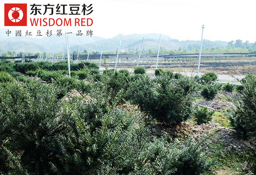 “玩轉(zhuǎn)”紅豆杉 且看種植戶們?nèi)绾胃黠@神通