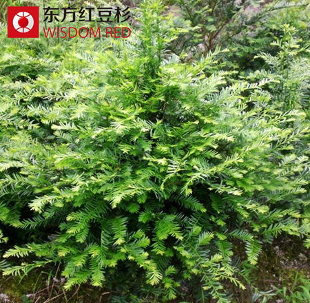 2015年紅豆杉人工種植如何實(shí)現(xiàn)收益最大化?