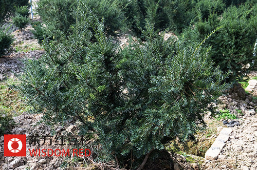 紅豆杉原始資源保護(hù)狀態(tài)不容樂觀