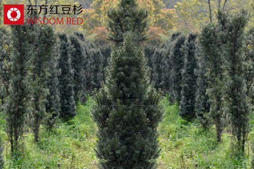 家養(yǎng)紅豆杉盆景,究竟難不難?