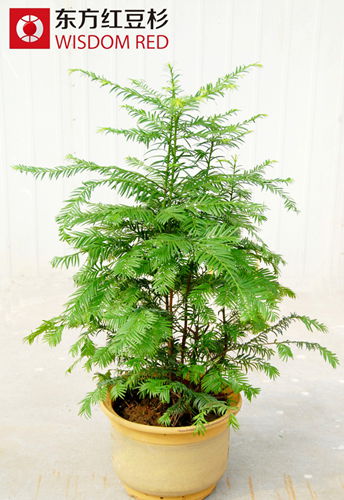 年末綠植市場吹來清新風(fēng)紅豆杉盆景走俏
