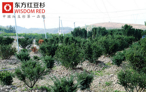 知名企業(yè)進軍紅豆杉 商業(yè)價值逐漸顯現(xiàn)