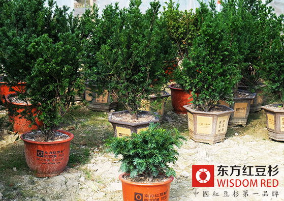 年宵花市黑馬:紅豆杉盆景賣得“火”