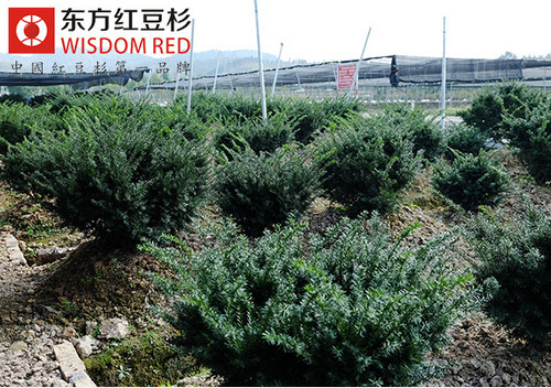 曼地亞紅豆杉：家庭健康的保護(hù)傘