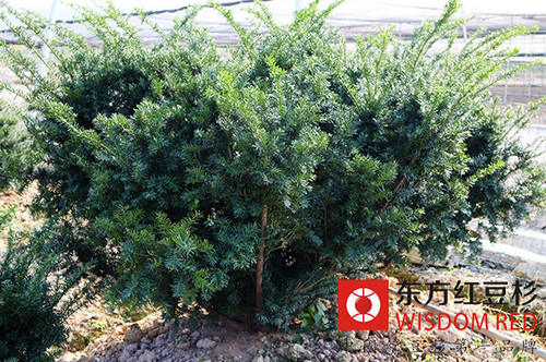 南方紅豆杉養(yǎng)護(hù)需知