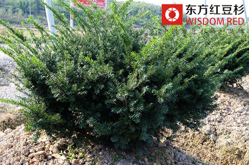 新購紅豆杉盆景養(yǎng)護(hù)須知