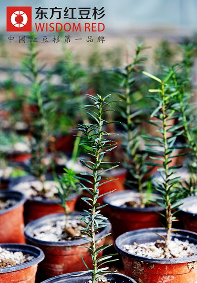 種植曼地亞紅豆杉應(yīng)該注意什么問題?
