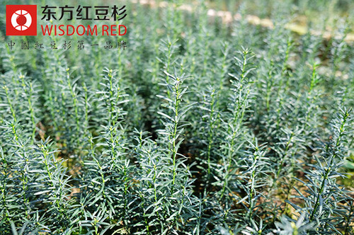 東方紅豆杉的養(yǎng)殖技術(shù)及病蟲害防治