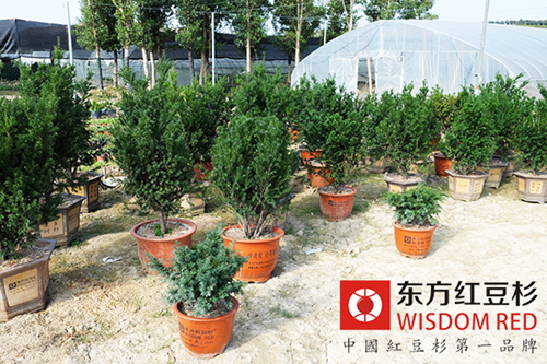 伊思滕提醒您:紅豆杉盆景什么時(shí)候需要澆水?