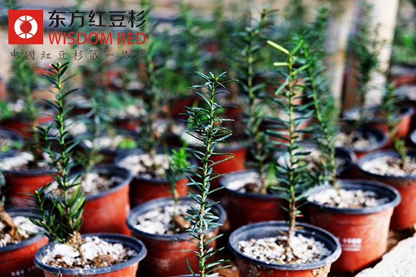 紅豆杉養(yǎng)護(hù)五步走