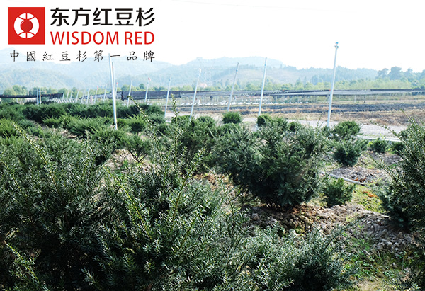紅豆杉水杯到底有什么用處?