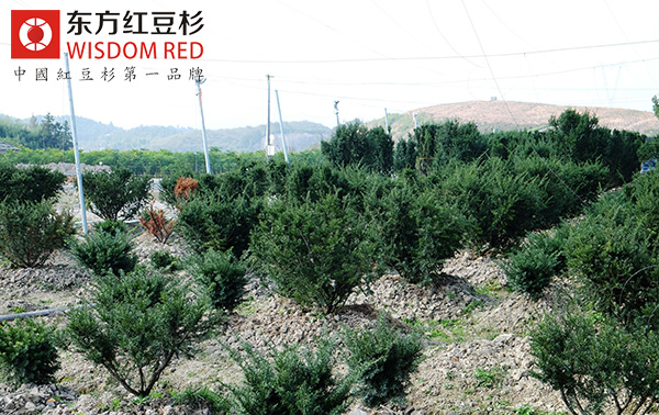 新寧打造我國(guó)最大南方紅豆杉人工種植基地