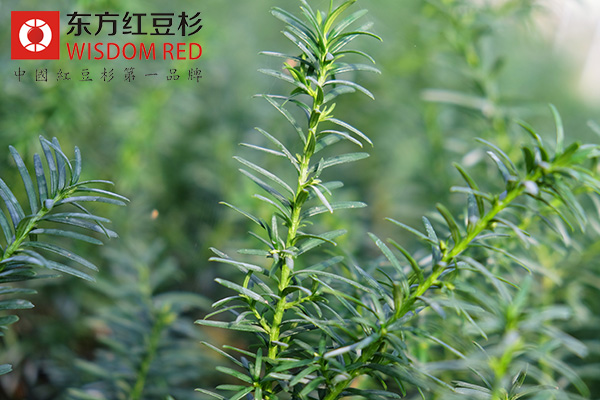 紅豆杉：大自然的呼吸機