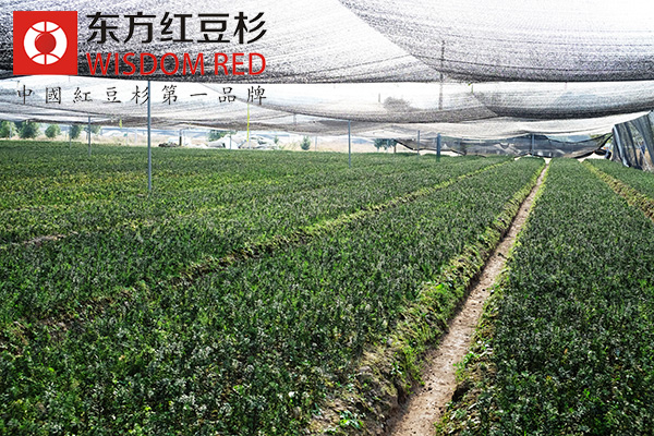 紅豆杉有哪些保健及藥用價(jià)值？